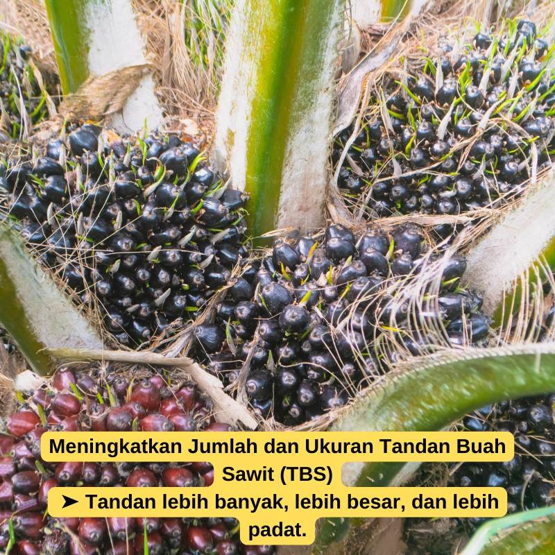 _Adudushop Pupuk Tanaman Kelapa Sawit/Pupuk Untuk Buah Sawit/Pupuk Booster Buah Sawit/Pupuk Untuk