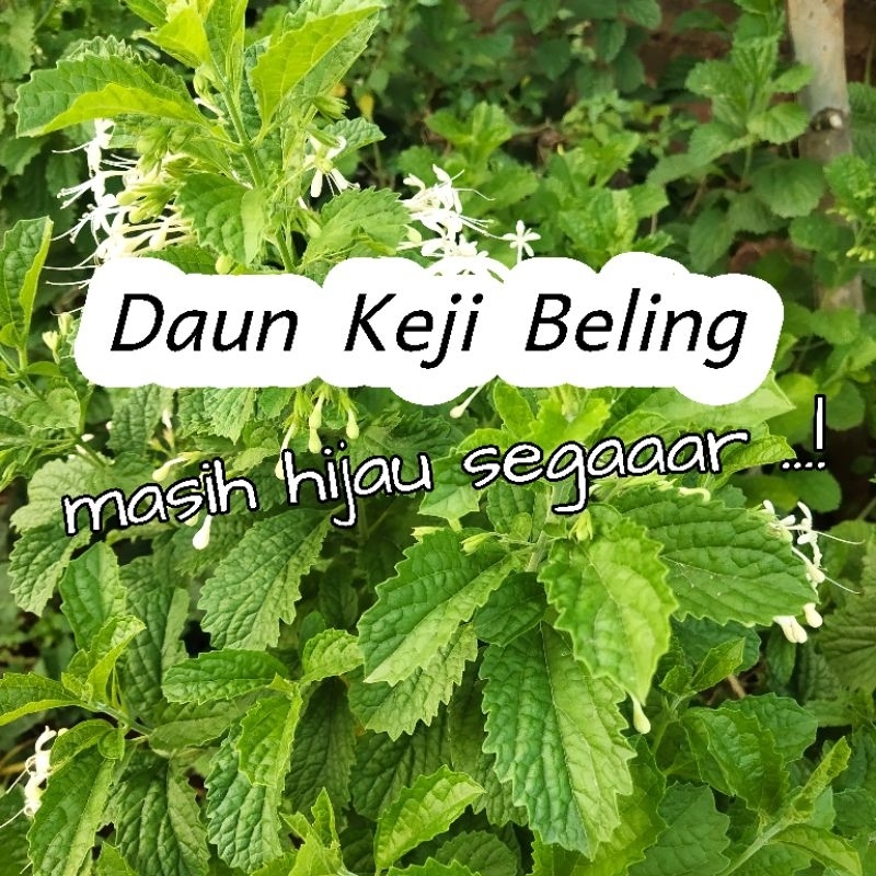 

Obat Batu Ginjal Daun Keji Beling Hijau Fresh - Pecah Beling Batu Ginjal