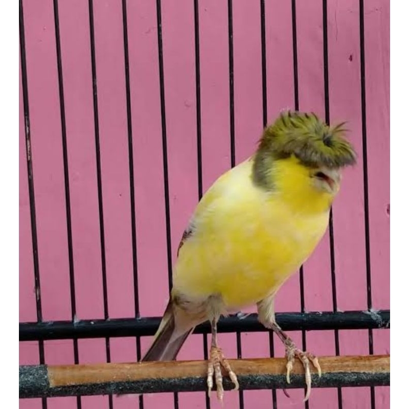 KENARI LOPER BAHAN JAMBUL JANTAN