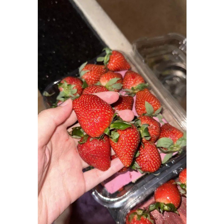 

Frutin Strawberry Fresh Tasikmalaya 1kg Grade A Jumbo Premium Stroberi Strawbery Bandung