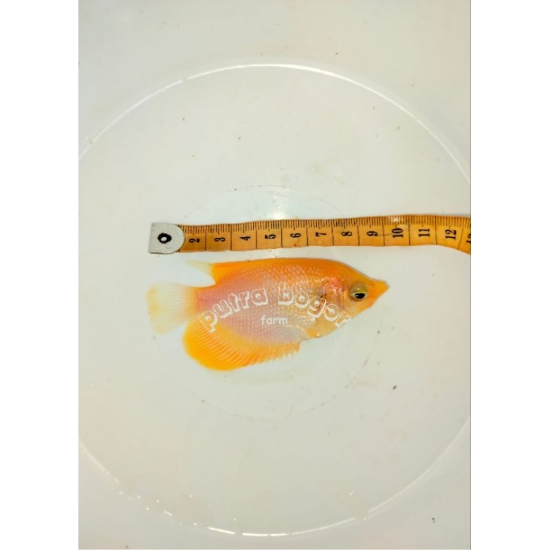 bibit ikan gurame padang / ikan gurame hias 3 jari