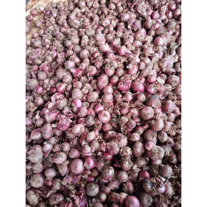 

bawang merah Enrekang 1kg. (kecil)