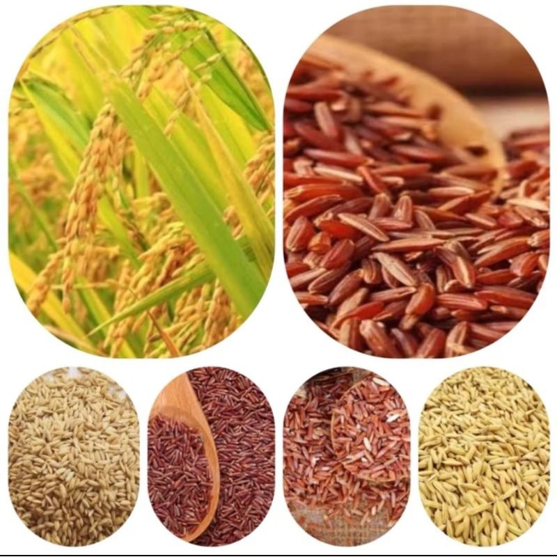 padi gabah beras merah 500 gram stok ready