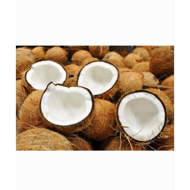 

Kelapa Tua untuk santan Fresh