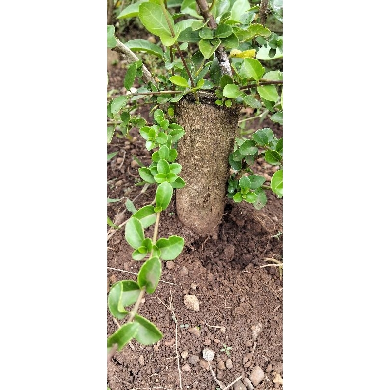 program Sancang jumbo super murah