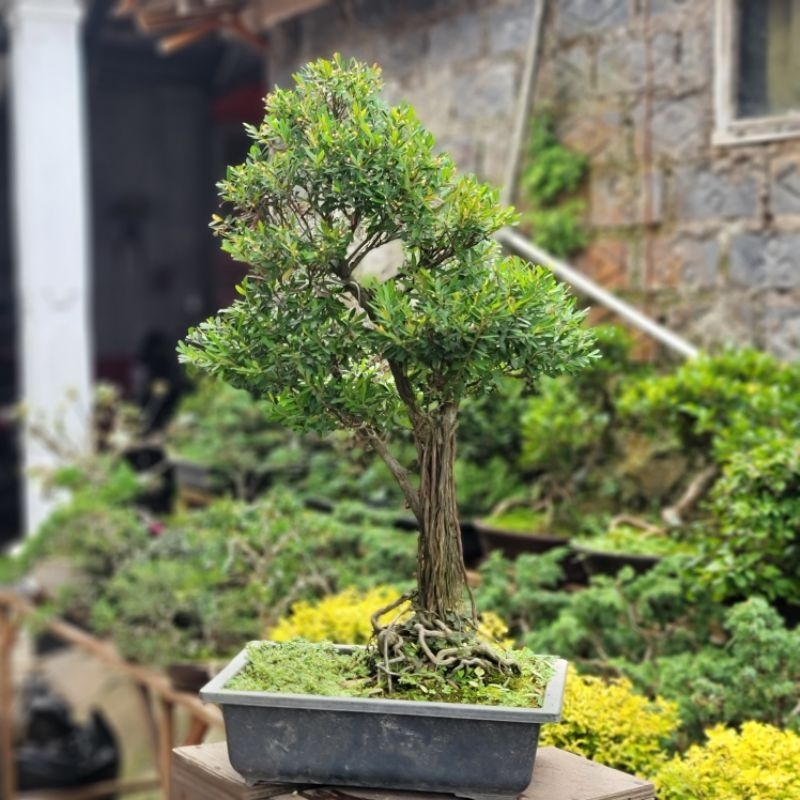 Bonsai cendrawasih prospek