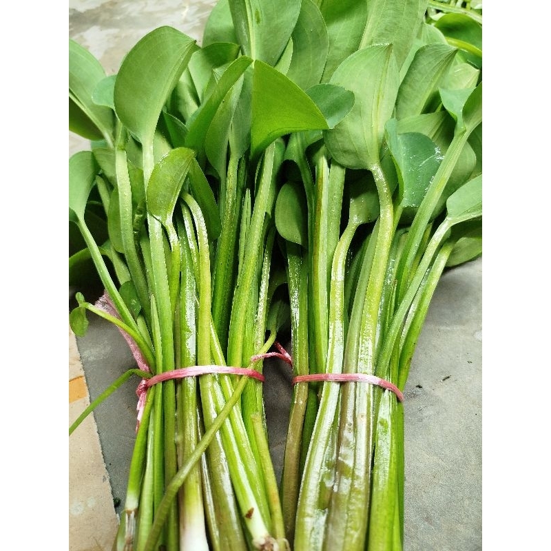 

Daun genjer segar enak mantap satu ikat