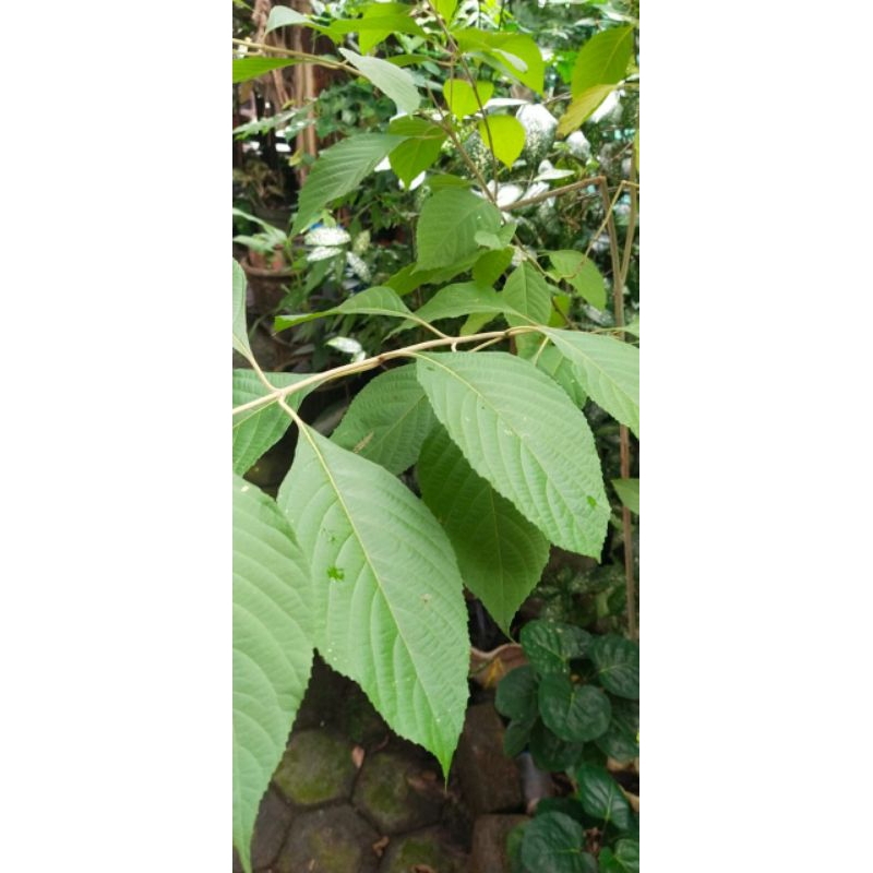 

Daun. Sangkareho, maag, mencret ,anti radang ,daun kering isi 10 lembarr