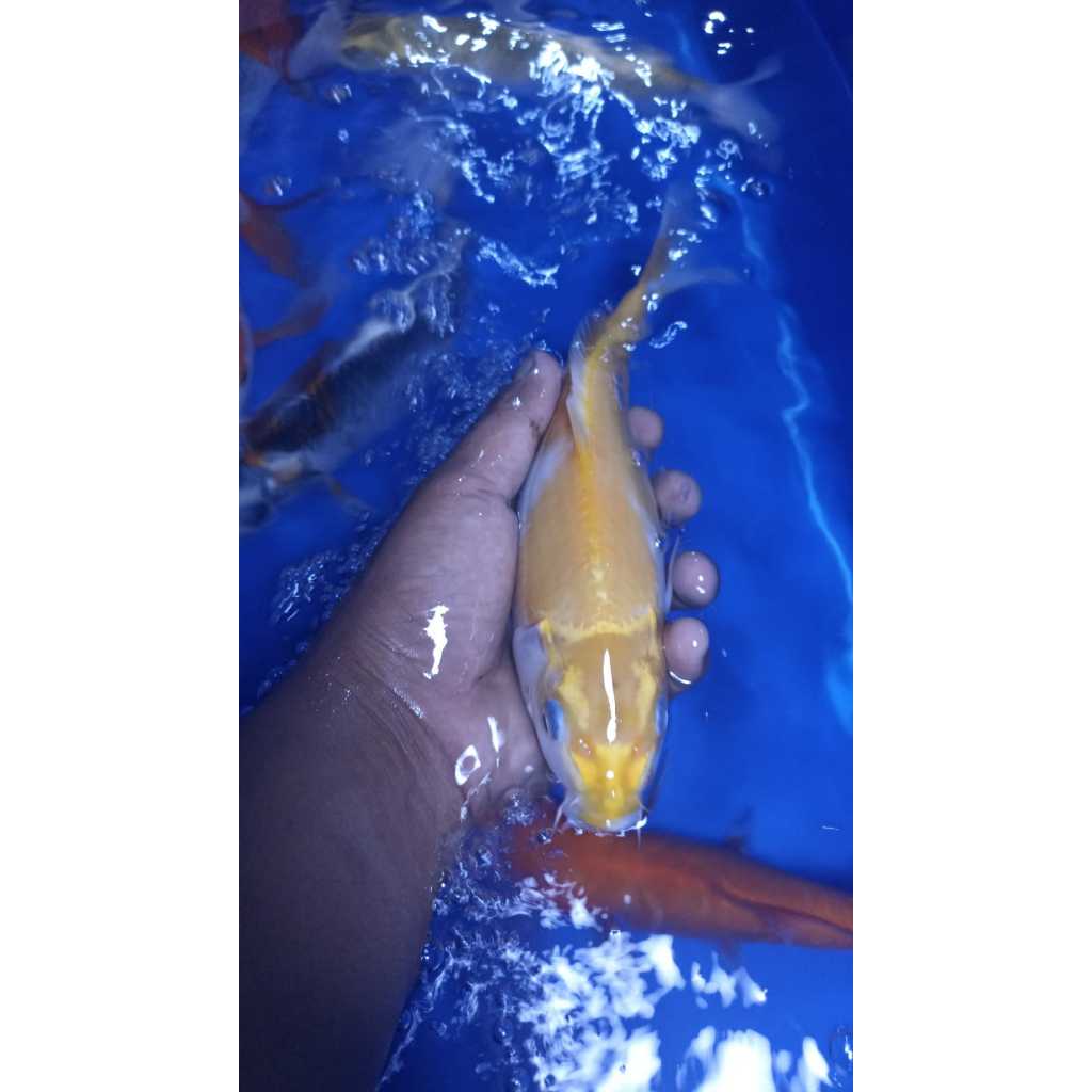 MAHKOTA_KOI Hiasan Aquarium Ikan