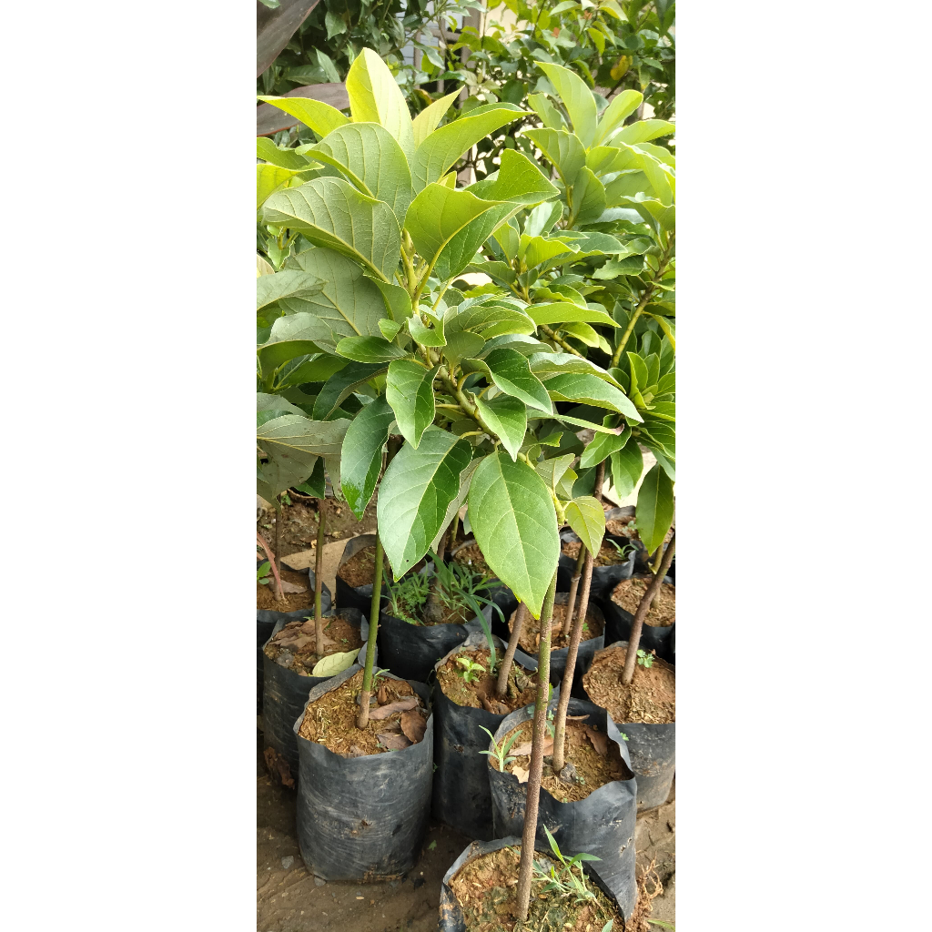 Bibit Alpukat LIlin Singkawang Berkualitas