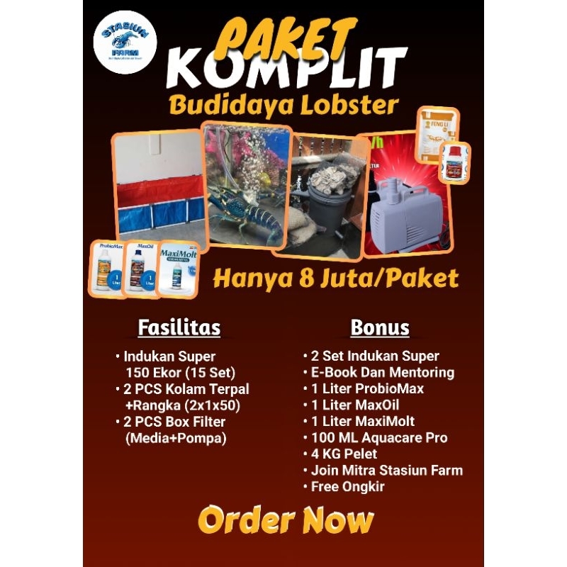 PAKET KOMPLIT BUDIDAYA LOBSTER AIR TAWAR