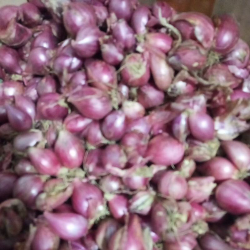 

Bawang merah