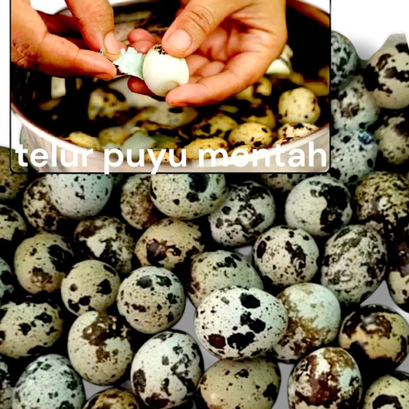 

telur puyu isi 10 biji mentah