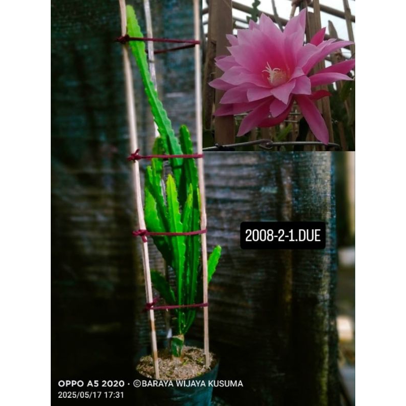 Epiphyllum Wijaya Kusuma Hybrid Import (Pilih sesuai ID)