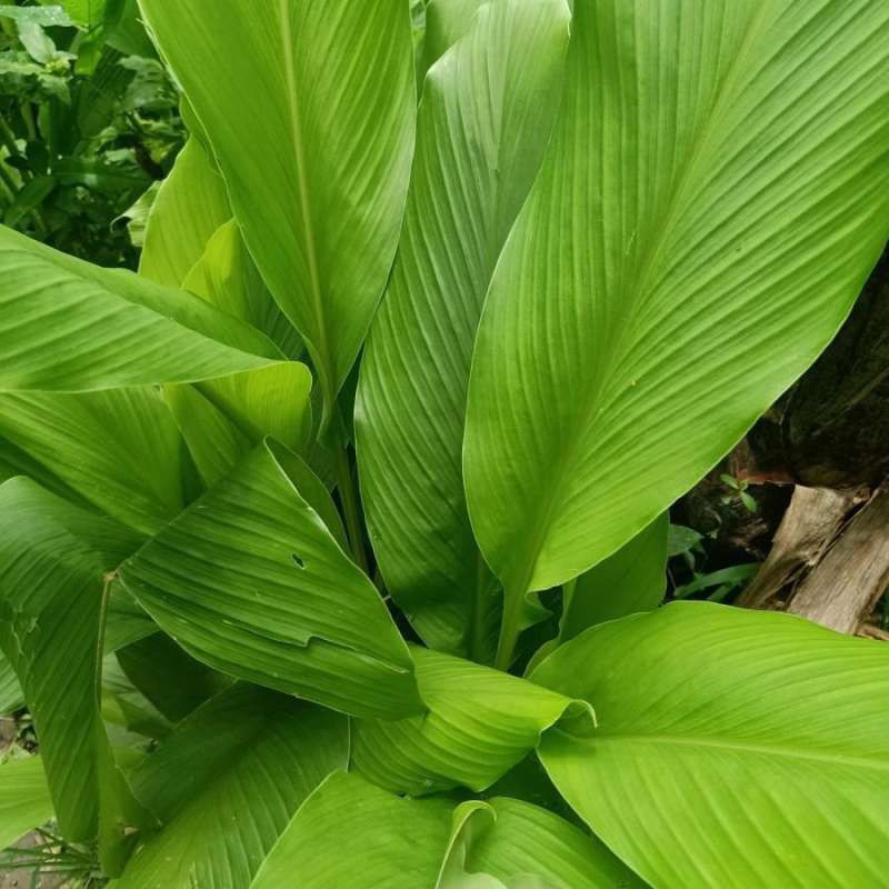 

daun kunyit segar per 1kg petik dadakan bila ada order