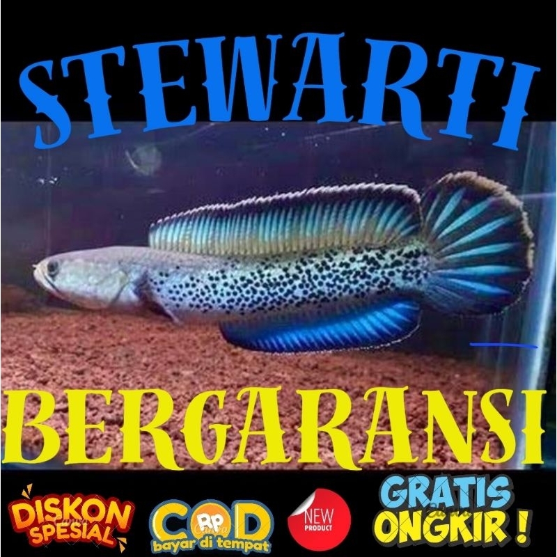 CHANA STEWARTI / STEWARTI 8-10CM SINGLE TANK / PREMIUM / BERGARANSI