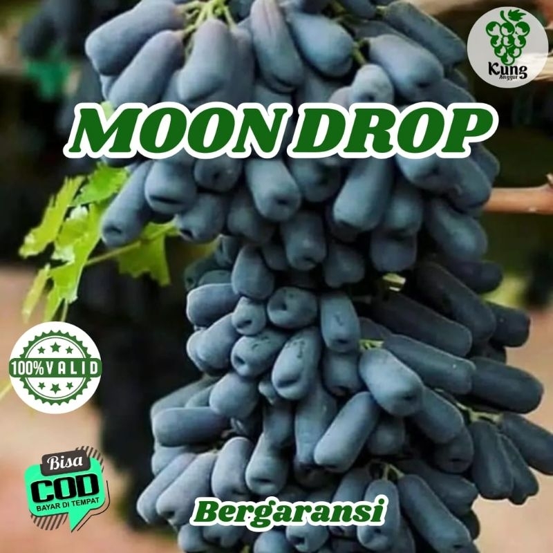 

Bibit Anggur Import Moon drop 100% Valid KUNG ANGGUR