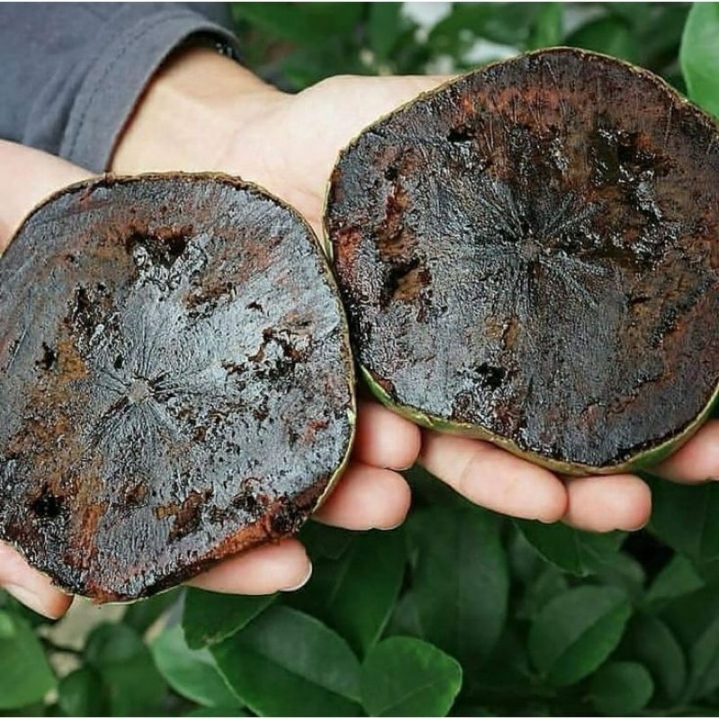 

Buah Black Sapote / Buah Viral Putding Coklat Giant Black Sapote Mexico / Black Sapote Manis dipohon