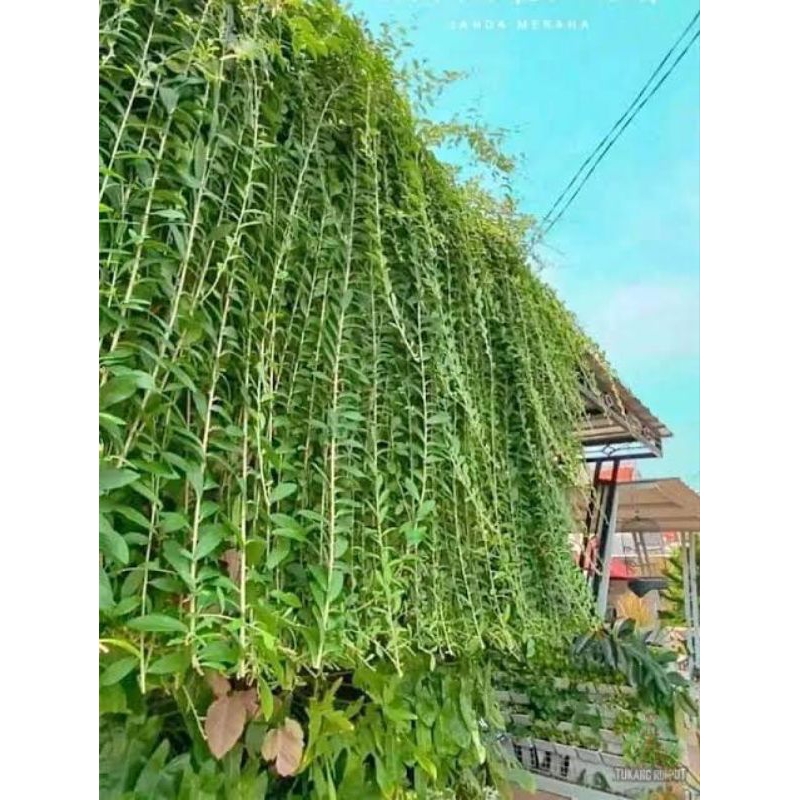 Lee Kwan Yew atau Vernonia elliptica.