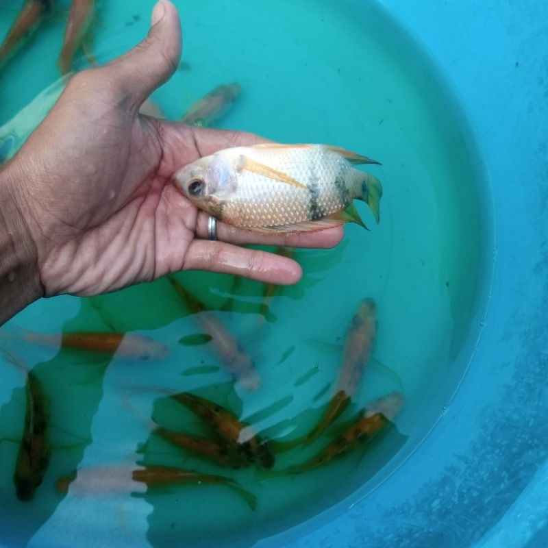 paket 50 ekor bibit ikan nila Bangkok 3 jari