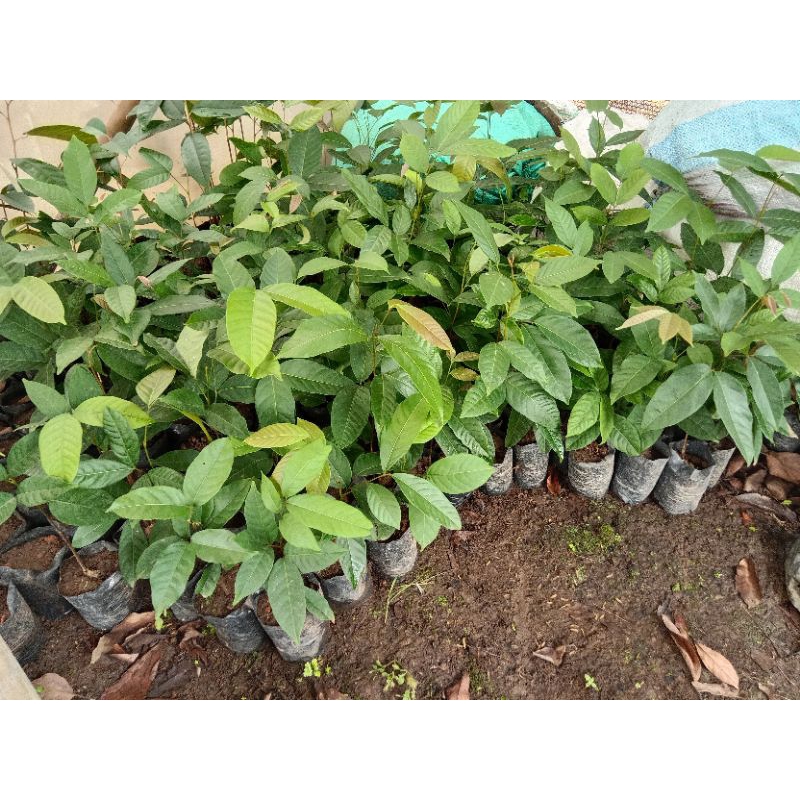 Seedling Bibit Rambutan Unggul