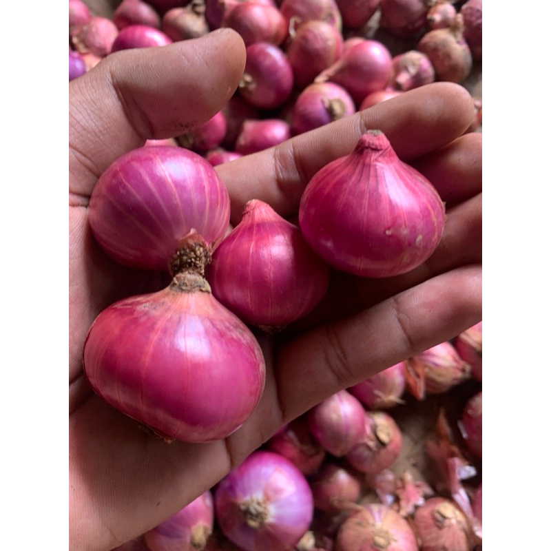 

Bawang merah local batu berkualitas super premium ukuran besar