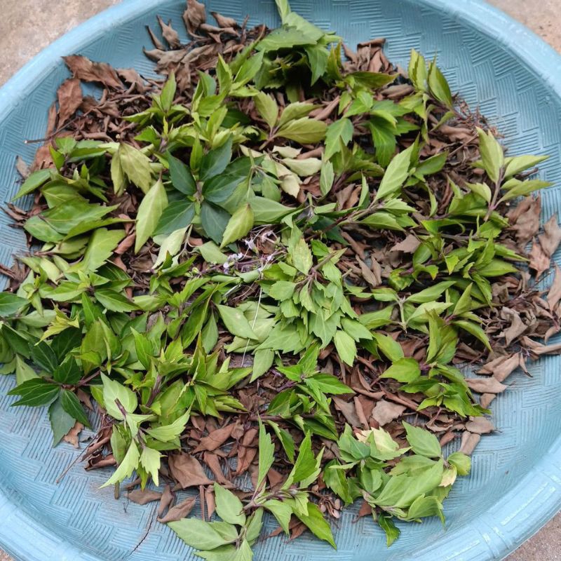 

Daun kumis kucing perbungkus