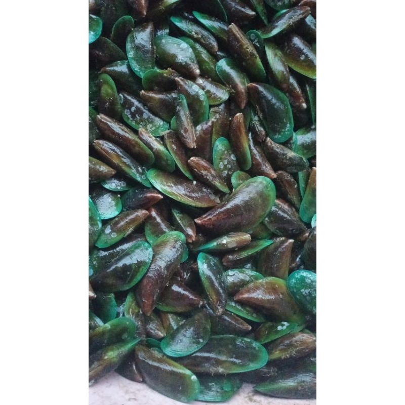 

kerang hijau