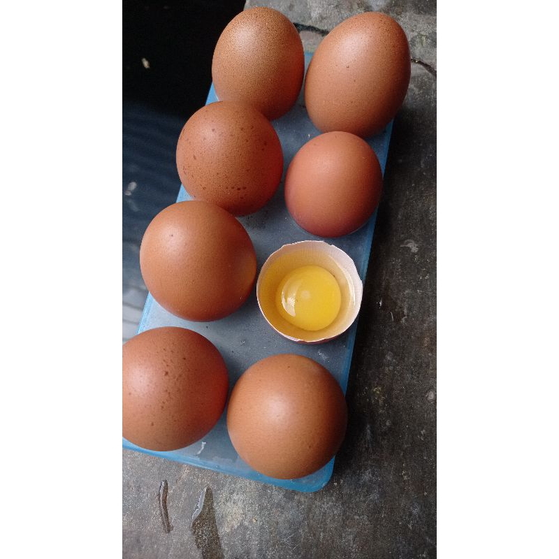 

Telur Ayam segar 12 butir, telur hasil perkawinan/fertil 12 butir