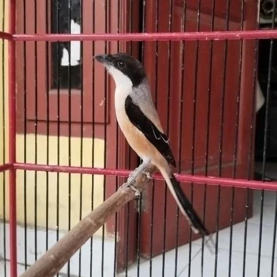 Burung Pentet Blangkon Gacoran Istimewa