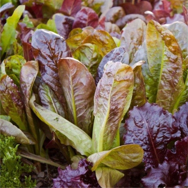 

200 Benih Selada Romaine Merah – Daun Cantik & Renyah, Cocok untuk Salad, Pot & Hidroponik