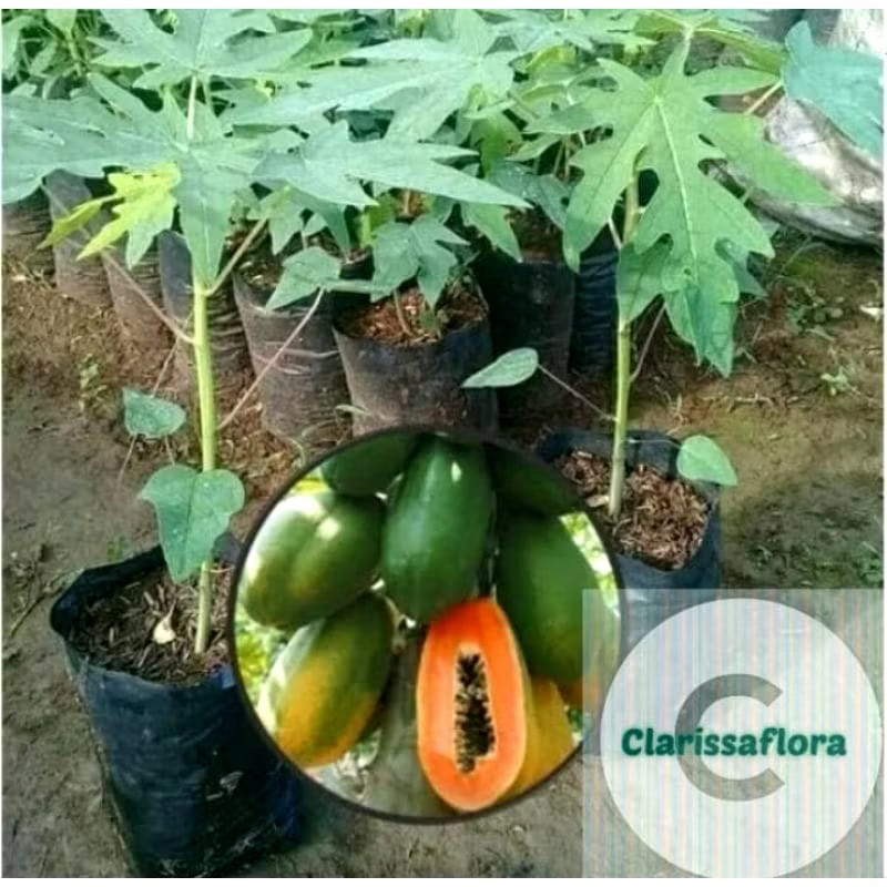 POHON BUAH PEPAYA BANGKOK / tanaman buah super pepaya bangkok
