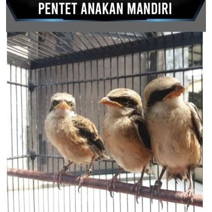 Burung anakan PENTET ANAKAN LOLOHAN JATIM pilihan jantan istimewa