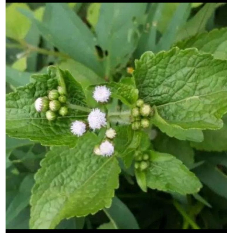 

daun bandotan/jukut bau segar 1kg