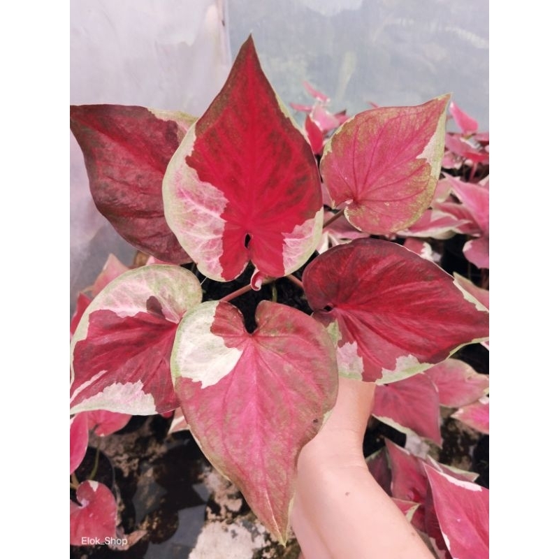 tanaman bunga Hias keladi DWI WARNA