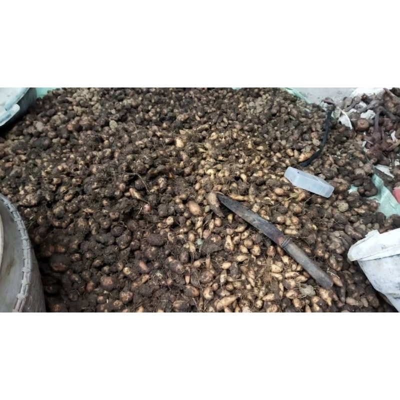

kentang hitam kentang kleci 1kg