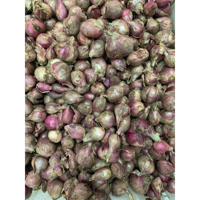 

bawang merah brebes sedeng - besar