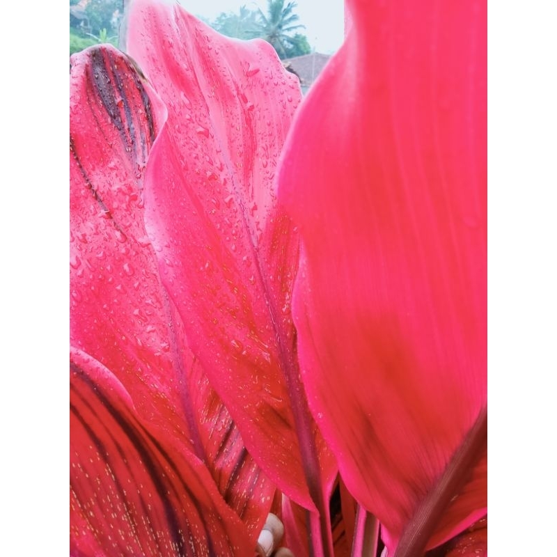 

Daun andong merah segar daun hanjuang merah