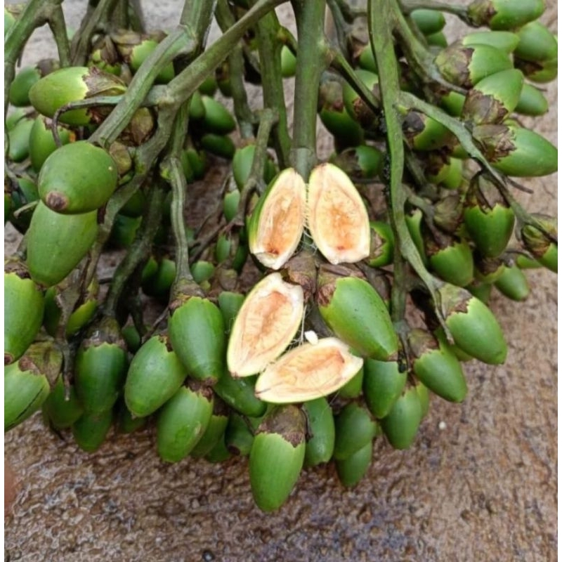 

buah pinang muda /buah jambe muda