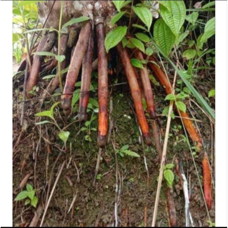 

akar pinang /akar jambe muda