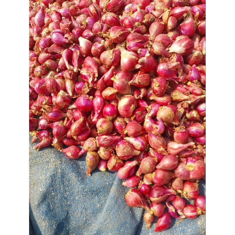 

Bawang Merah Asli Brebes Fresh Kemasan 7Kg