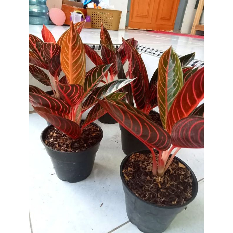 Tanaman koleksi Aglonema Red sumatra ukuran dewasa//Pohon fride of sumatra