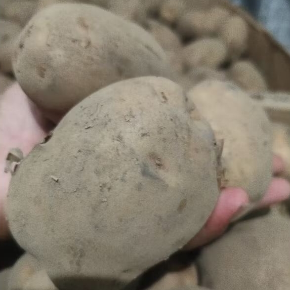

Kentang Dieng Ukuran Besar 500 Gr