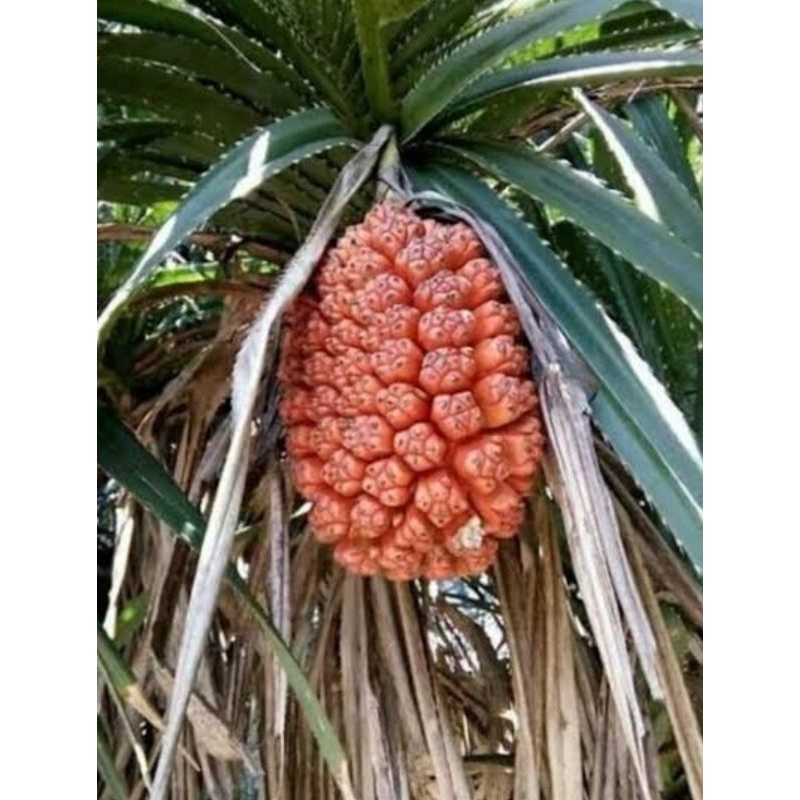 

Buah pandan duri asli organik buah asli indonesia