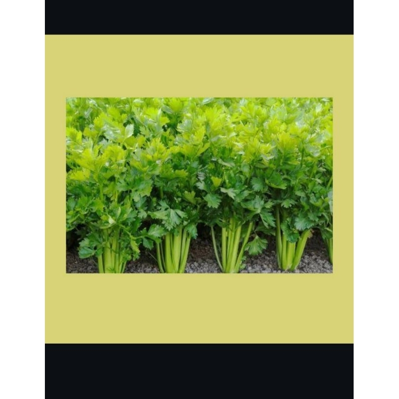 

sayur daun seledri/daun sop fress 250gram