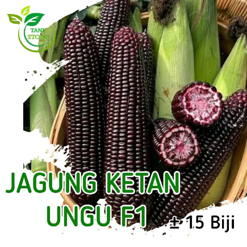 

Benih Jagung Ketan Ungu F1 Repack Isi ± 15 Biji