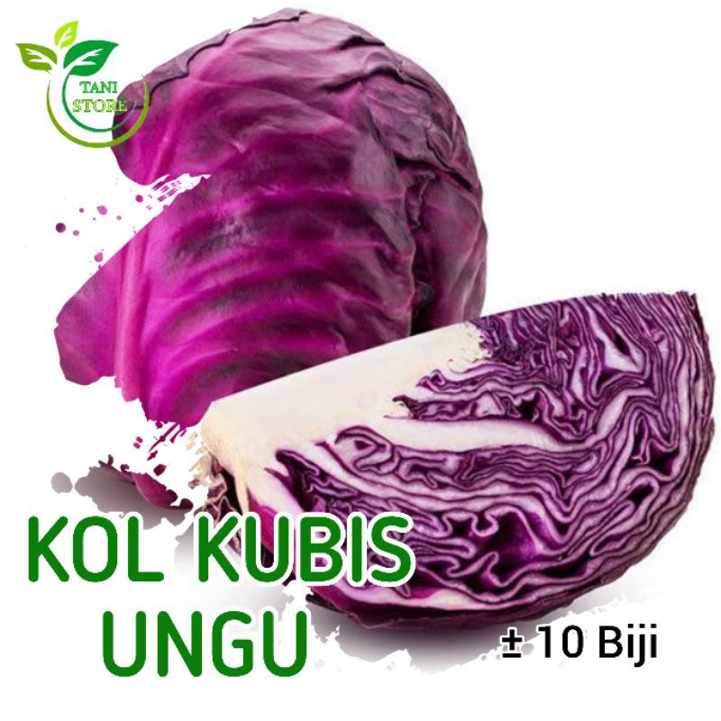 

Benih Kol Kubis Merah Hibrida Isi ± 10 Biji