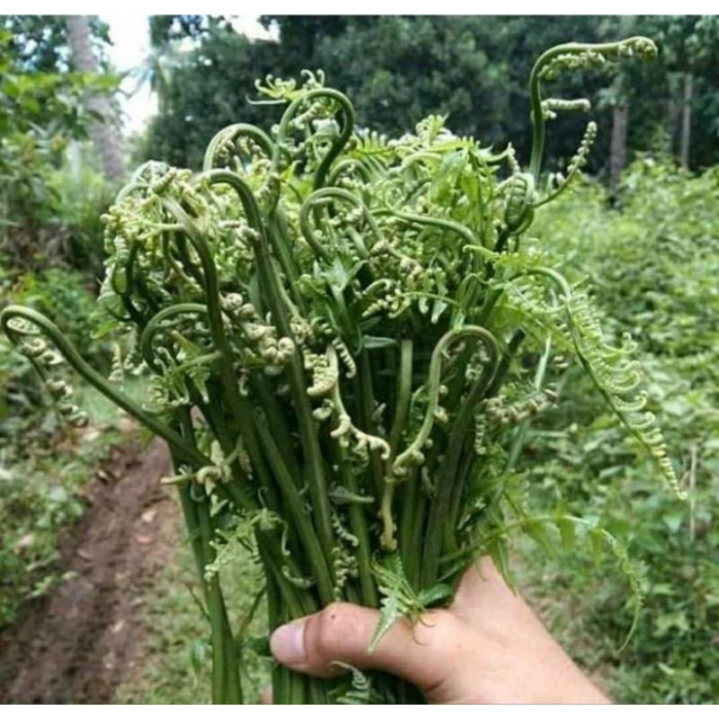 

PAKIS SAYUR SEGAR FRESSH 500gram BARU PETIK, KHUSUS JABODETABEK