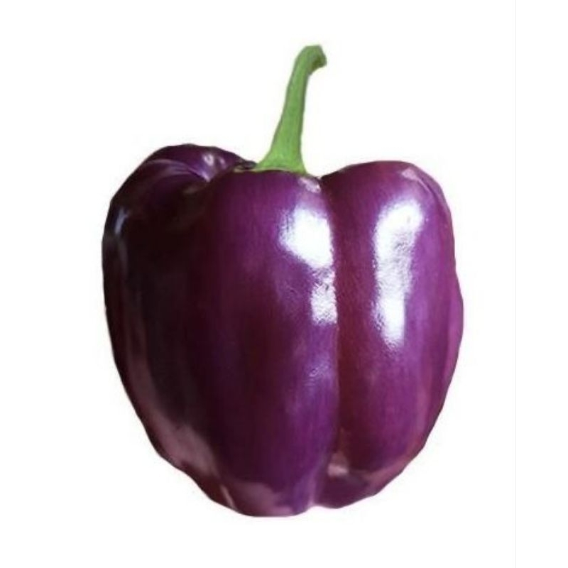 

Benih Paprika Ungu Purple Star – Sweet Bell Pepper F1 Hibrida | Isi 5 Biji | Bibit Sayur Import Unik & Langka