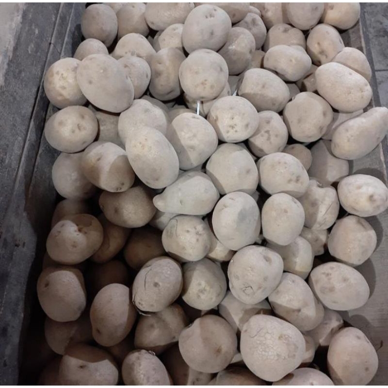 

Kentang Ori Dieng Super Fresh 500gr Termurah